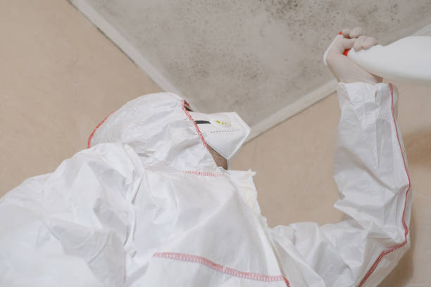 Best Mold Removal and Inspection  in USA